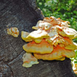 mushrooms - digital SLR - boris mozer 2011
